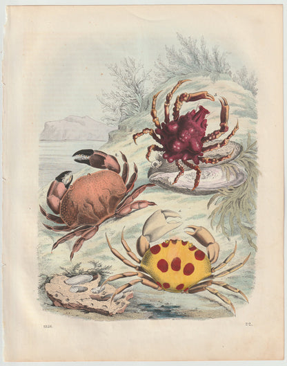 Original Krabben Tafel 1856 Ozean Lithografie