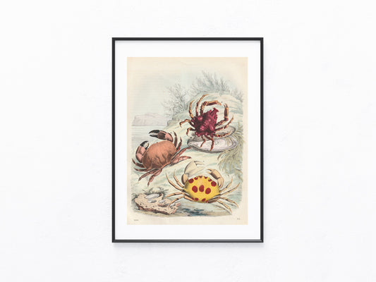 Original Krabben Tafel 1856 Ozean Lithografie