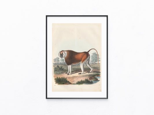 Original Affen Tafel 1856 Lithografie