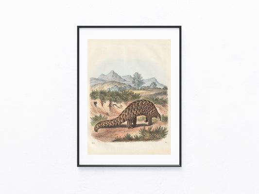 Original Schuppentier Tafel 1856 Lithografie Tiere