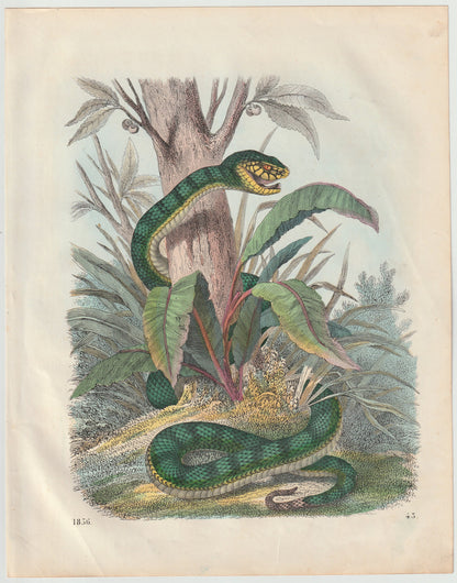 Grüne Schlange 1856 Original Tafel Lithografie