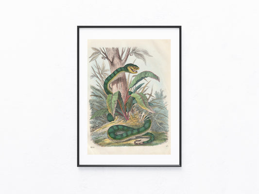 Grüne Schlange 1856 Original Tafel Lithografie