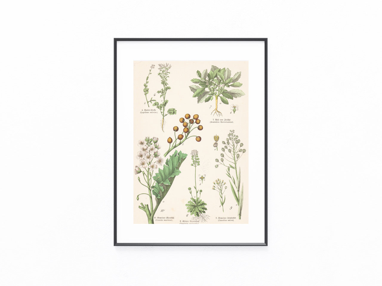 Originaltafel Meerrettich, Gartenkresse, Rose von Jericho & Leindotter 1895