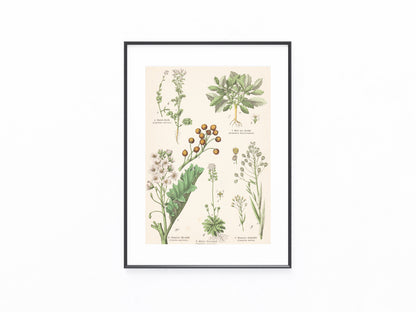 Originaltafel Meerrettich, Gartenkresse, Rose von Jericho & Leindotter 1895