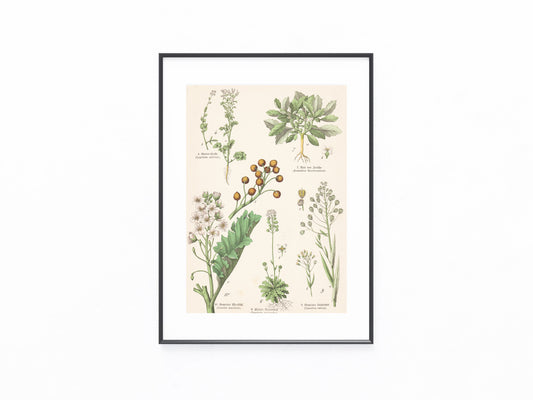 Originaltafel Meerrettich, Gartenkresse, Rose von Jericho & Leindotter 1895