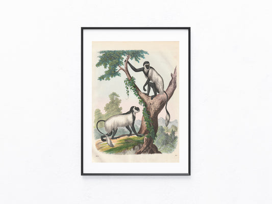 Weißschulteraffe Tafel 1856 Antike Affen Lithografie