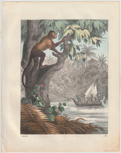 Original Kletternder Affe Tafel 1855 Affen Lithografie