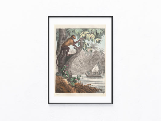 Original Kletternder Affe Tafel 1855 Affen Lithografie