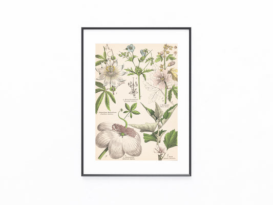 Originaltafel Passionsblume, Affenbrotbaum & Eibisch 1895