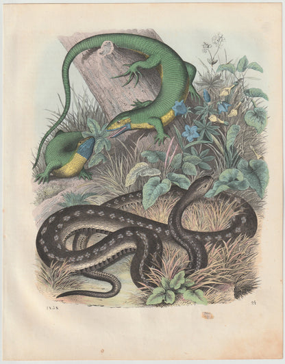 Original Eidechsen & Schlangen Tafel 1858