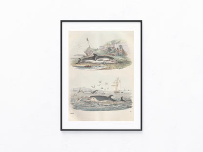 Original Delfin Tafel 1858 Antike Tierdarstellung