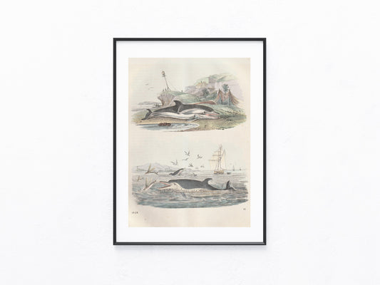 Original Delfin Tafel 1858 Antike Tierdarstellung