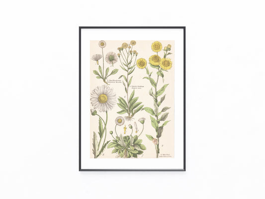 Originaltafel Inula, Erigeron, Bellis 1895