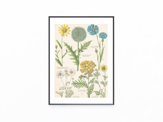 Originaltafel Kornblume, Rainfarn, Kugeldistel 1895