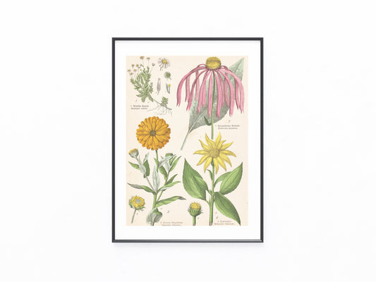 Originaltafel Echinacea, Ringelblume & Topinambur 1895