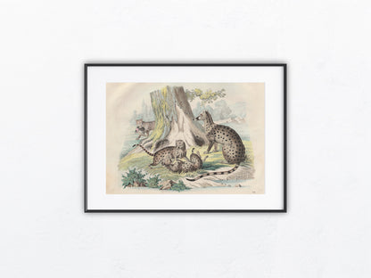 Original Zibetkatze Tafel 1858 Tiere Lithografie
