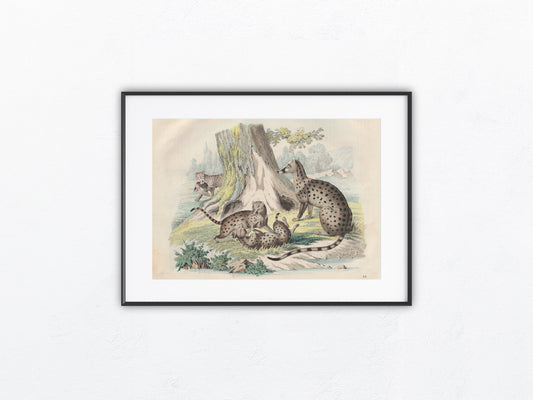 Original Zibetkatze Tafel 1858 Tiere Lithografie