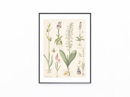 Originaltafel Orchideen Ragwurz Ophrys 1895