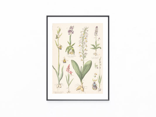 Originaltafel Orchideen Ragwurz Ophrys 1895
