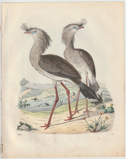 Original Sekretärvogel Tafel 1856 Vogel Lithografie