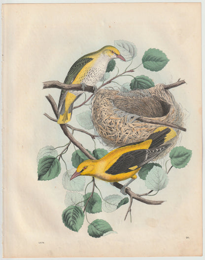 Original Pirol Tafel 1858 seltene Vogel Lithografie