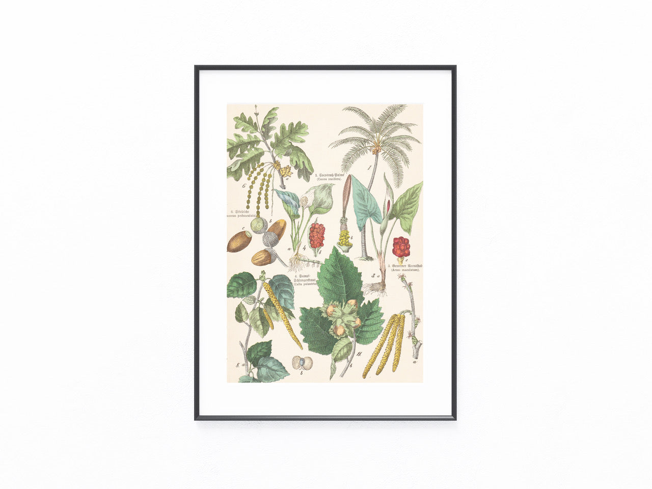 Originaltafel Dattelpalme, Kokosnuss, Hasel & Pfeffer 1895