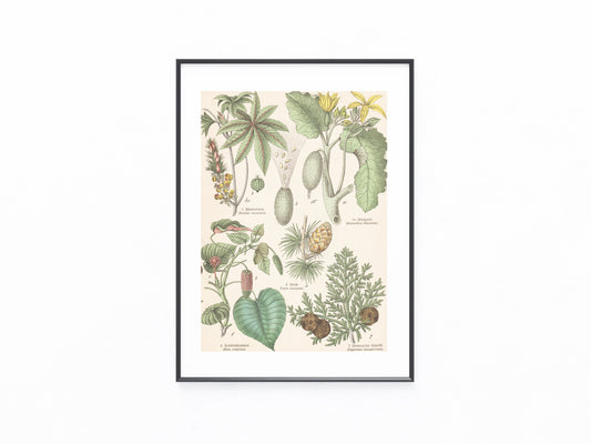 Originaltafel Wunderbaum, Sandbüchsenbaum & Gießgurke 1895