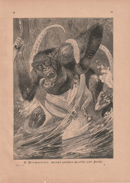 Kampf Gorilla gegen Krake 1890 | Original Illustration