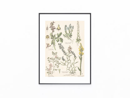 Originaltafel Kreuzblumen & Erdrauch 1895