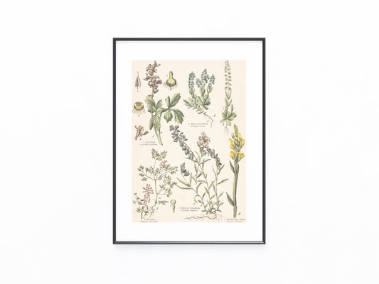 Originaltafel Kreuzblumen & Erdrauch 1895