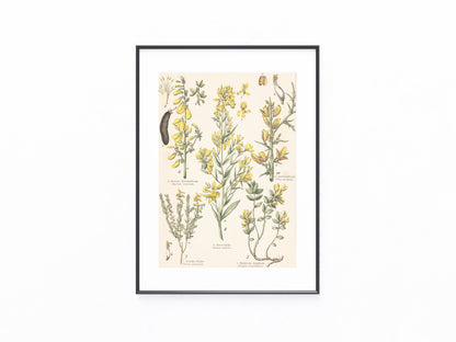 Originaltafel Ginster & Kreuzblumen 1895