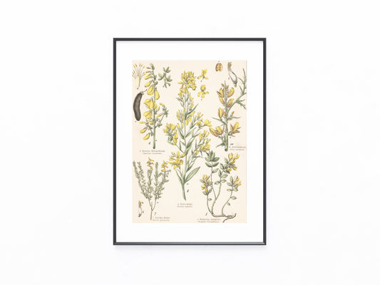 Originaltafel Ginster & Kreuzblumen 1895