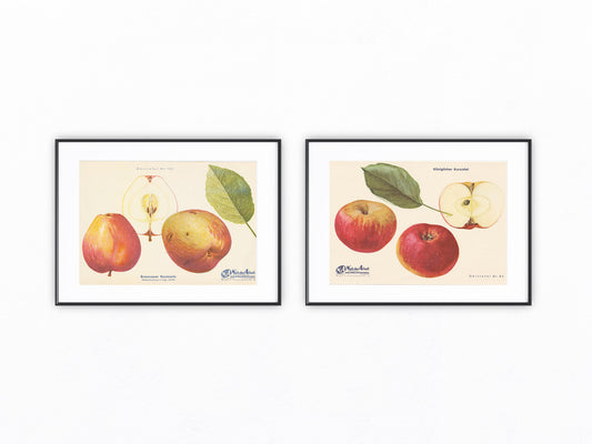 Apfel Vintage Obsttafel Duo original 1940