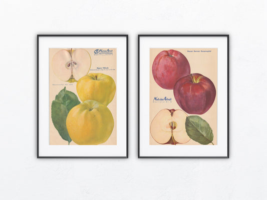 Apfel Vintage Obsttafel Duo original 1940