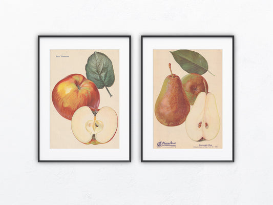 Apfel Birne Vintage Obsttafel Duo 1940