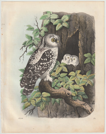 Original Eule mit Jungen Tafel 1858