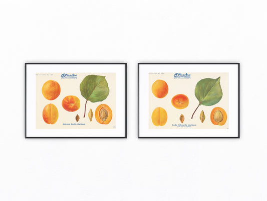 Marille Vintage Obsttafel Duo original 1940