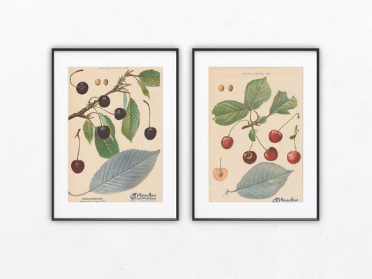 Kirschen Vintage Obsttafel Duo original 1940