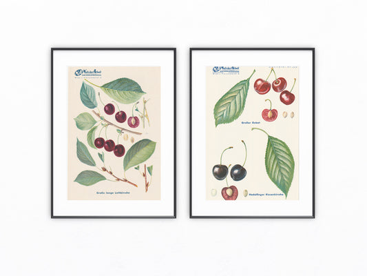 Kirschen Vintage Obsttafel Duo original 1940