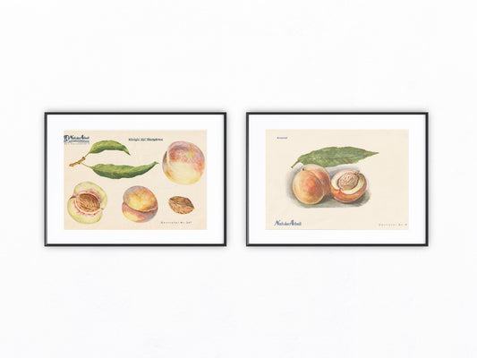Pfirsiche Vintage original Obsttafel 1940