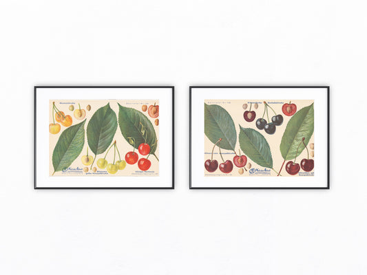 Kirschen Vintage original Obsttafel 1940