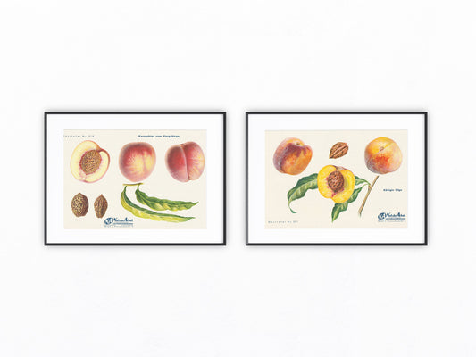 Pfirsiche Vintage original Obsttafel 1940