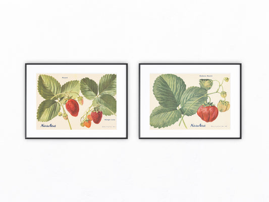 Erdbeeren Vintage original Obsttafel 1940