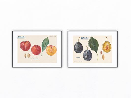 Pflaumen Zwetschgen Vintage original Obsttafel 1940