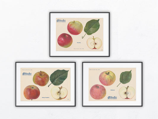 Apfel Vintage Obsttafel Trio original 1940