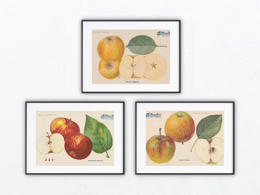 Apfel Vintage Obsttafel Trio original 1940