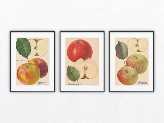 Apfel Vintage Obsttafel Trio original 1940