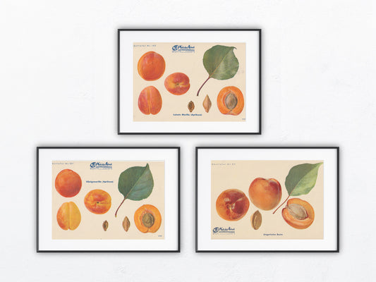 Marille Aprikose Vintage Obsttafel Trio original 1940