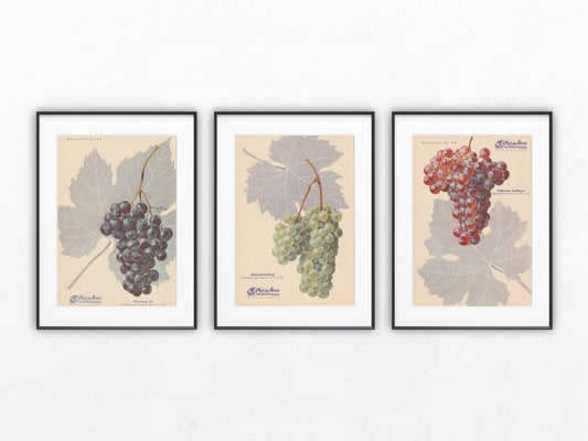 Vintage Weinrebe Weintrauben Obsttafel Trio 1940