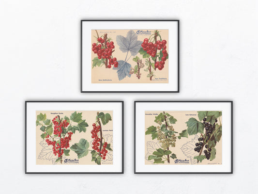 Vintage Johannisbeeren Ribisel Obsttafel Trio 1940